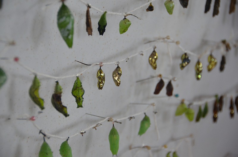 DSC_3082.JPG - Different butterflies in their pupal stage