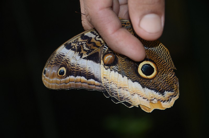 DSC_3116.JPG - The underside of an owl butterfly