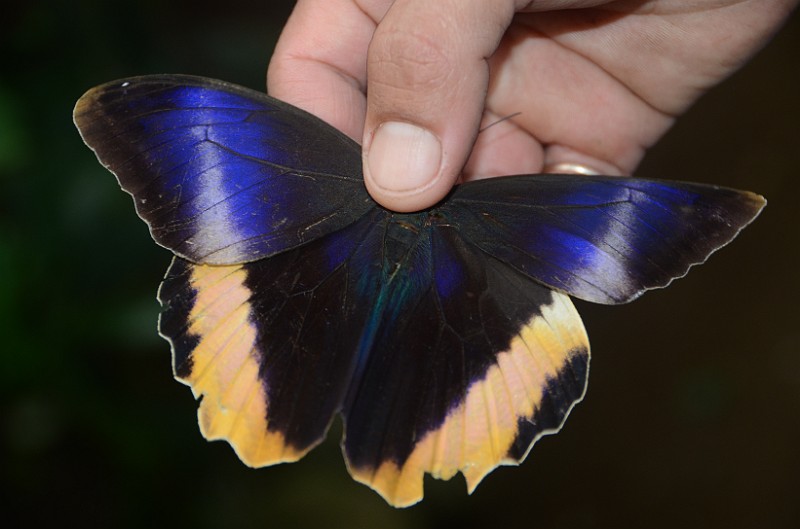 DSC_3117.JPG - The top side of an owl butterfly