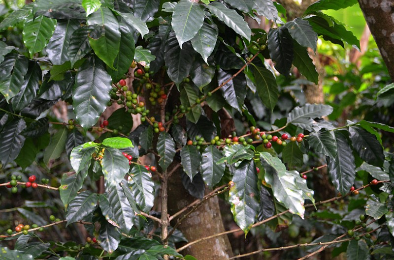 DSC_3251.jpg - Coffee cherries